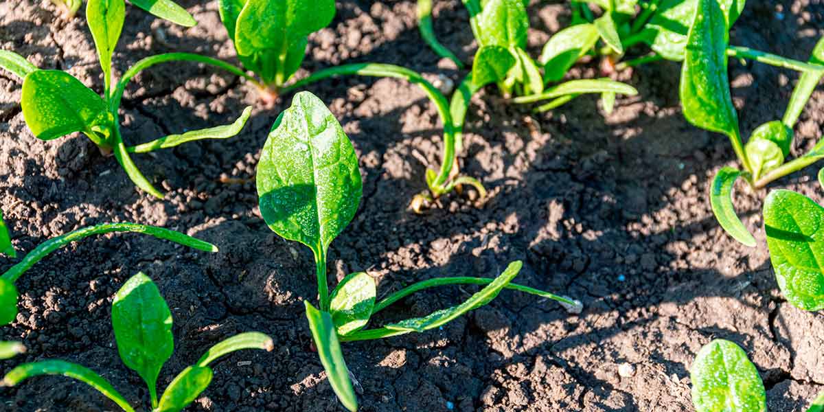 Prosegue la campagna degli ortaggi invernali di Futuragri